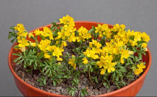 Gymnospermium altaicum